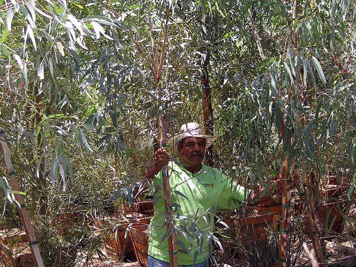 Eucalyptus microtheca